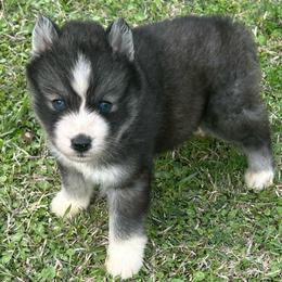 Balto - Black and white male Siberian Husky puppy in Summerville, South Carolina from Carolina Husky Lodge