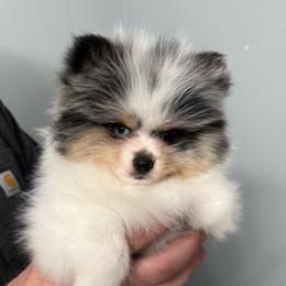 Boy 3 - Blue merle male Pomeranian puppy in Minooka, Illinois from Sheree’s Pomeranians
