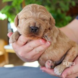 Vinyl - Apricot male Goldendoodle puppy in Salado, Texas from Red Ranch Dogs
