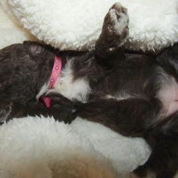 Goldendoodle and Poodle Puppies from David & Patricia Elliott