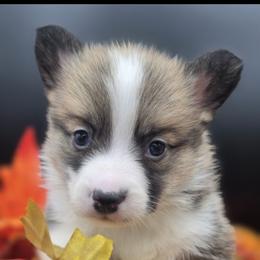 Timber - Red male Pembroke Welsh Corgi puppy in Tomball, Texas from Larsen Loved Corgis