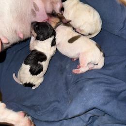 Pup 3 - White black and tan female Toy Fox Terrier puppy in Clermont, Florida from Debbie Hiles's Toy Fox Terriers