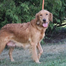 Lori - Golden Retriever