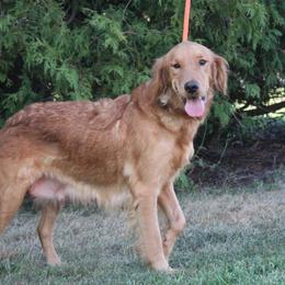 Lori - Golden Retriever