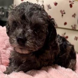 Miffy - Grey female Maltipoo puppy in Colonial Beach, Virginia from BeachRidge Pups