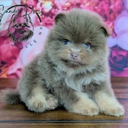 Teddy - Lavender male Pomeranian puppy in Fultonville, New York from Sandy Aussies & Pomeranians