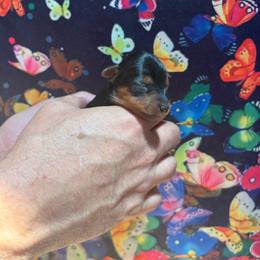 Rascal - Black and gold male Yorkshire Terrier puppy in Phoenix, Arizona from Coursey’s Yorkies
