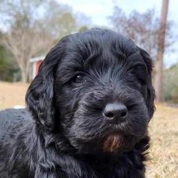 Goldendoodles and Golden Retrievers from A Golden Summer