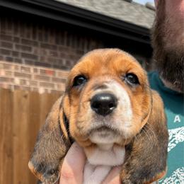 Kyle - Black brown and white male Basset Hound puppy in Anna, Texas from Basset farms