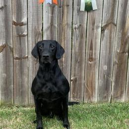 Labrador Retrievers from LMD Retrievers