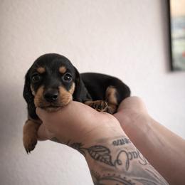 Mikasa - Black and cream female Dachshund puppy in Grants Pass, Oregon from Redwood Dachshunds
