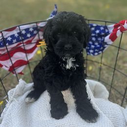 Ariat - Black male Goldendoodle puppy in Zeeland, Michigan from Dandelion Lane Doodles