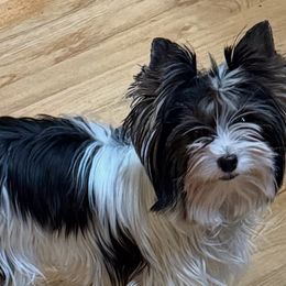 LUCY - Biewer Terrier