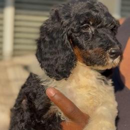 Firecracker - Parti female Poodle puppy in Corona, California from Garden Of Poodles
