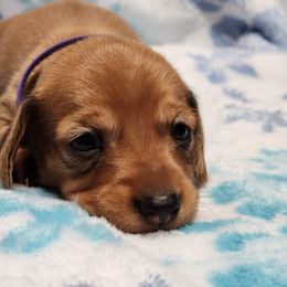 Duckie - Red female Dachshund puppy in Penrose, Colorado from Double Trouble Dachshunds