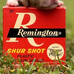 Brittany Puppies from HillTop Brittany Kennel