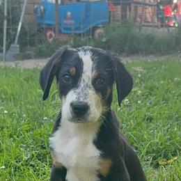 Red Girl - Black, white and red female Greater Swiss Mountain Dog puppy in Lower Burrell, Pennsylvania from Polyanna’s GSMD