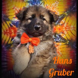 Hans Gruber - Sable male German Shepherd puppy in Fort Jennings, Ohio from Von Holtzapple German shepherds