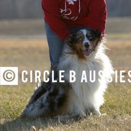 Tuff - Australian Shepherd