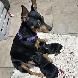 Miniature Pinscher puppies from Nizhoni Miniature Pinschers of ARIZONA