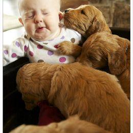 Bernedoodle and Goldendoodle Puppies from Happy Valley Doodles