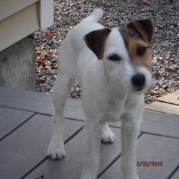 Ivy - Jack Russell Terrier