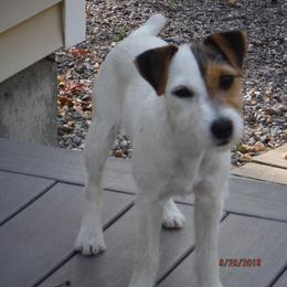Ivy - Jack Russell Terrier