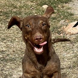 Brownie - Dachshund