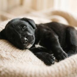 Gunnar - Black male Labrador Retriever puppy in Peru, Indiana from Harvest Moon Farms - Indiana English Cream Golden Retreivers