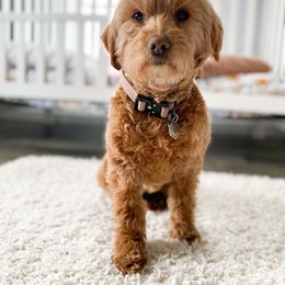 Sage - Goldendoodle
