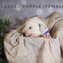 Dalmatian Puppies from 10 Spot Dalmatians