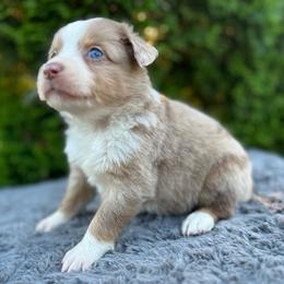 Kona - Red merle male Miniature Australian Shepherd puppy in Alabama from SBA Aussies