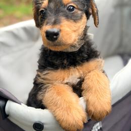 Archie aka Baby Boy Grey - Black and tan male Airedale Terrier puppy in Mooresville, North Carolina from Farm 55
