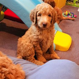 Goldendoodle Puppies from Lucky's Doodlez