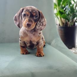 Dachshund Puppies from Poplar Ridge Dachshunds