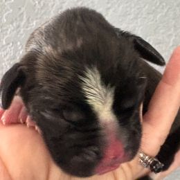Zara - Brindle female Boxer puppy in Ocala, Florida from Bowers Boxers
