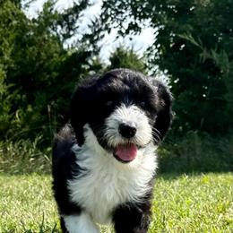 Merry-Go-Baa - Black and white female Sheepadoodle puppy in Adams, Nebraska from Boxcar Doodles and Poodles