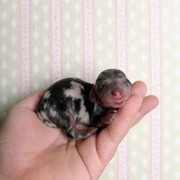 Ganache - Dapple male Dachshund puppy in Inverness, Florida from Canaan Farm Corgis