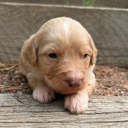 Sunny - Red female Bernedoodle puppy in Monument, Colorado from Colorado Dreamin Doodles