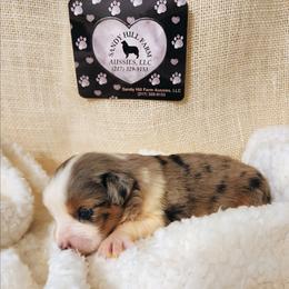 Penny - Blue merle female Miniature Australian Shepherd puppy in Logansport, Indiana from Sandy Hill Farm Aussies, LLC