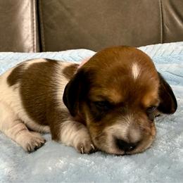 Pink collar piebald girl - Piebald female Dachshund puppy in Orlando, Florida from Weiner Wunderland of Central Florida