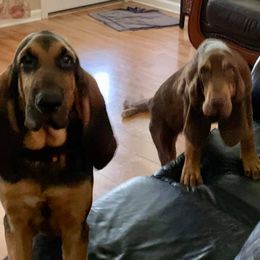 Bloodhounds from Bloodhounds of Barbers Hill