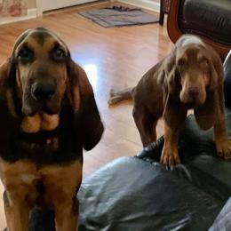 Bloodhounds from Bloodhounds of Barbers Hill