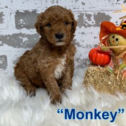 Monkey - Apricot male Goldendoodle puppy in Nortonville, Kentucky from Deb’s KY Doodles