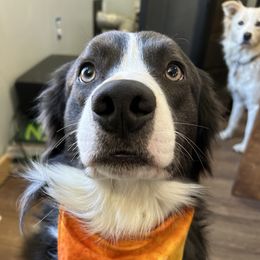 Wesley - Border Collie