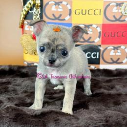Tallahassee - Blue brindled fawn male Chihuahua puppy in Anderson, South Carolina from Lil Treasures Chihuahuas