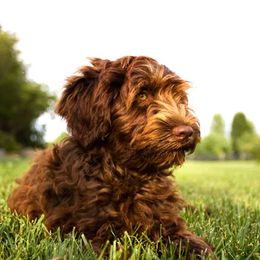Aussiedoodle Puppies from Nellie’s AussieDoodles