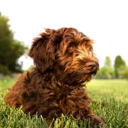 Aussiedoodle Puppies from Nellie’s AussieDoodles