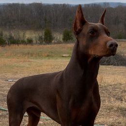 EXX - Doberman Pinscher