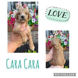 Cara Cara - Apricot female Goldendoodle puppy in Chattanooga, Tennessee from Scenic City Doodles